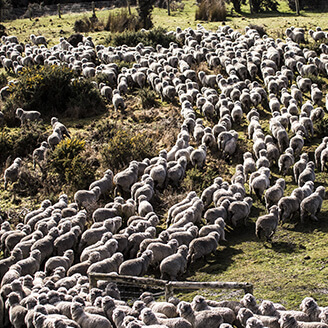 Cómo viven las ovejas